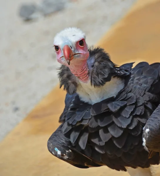 Lo sguardo curioso di un avvoltoio — Foto Stock