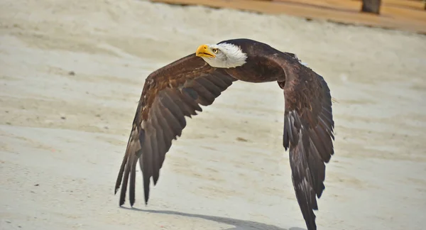 Un'aquila calva vola — Foto Stock