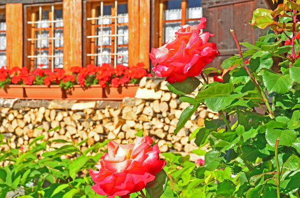 Розовый куст перед традиционным альпийским шале
