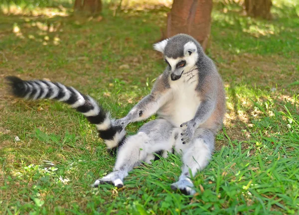 Lemur s kroužkovým ocasem Royalty Free Stock Obrázky