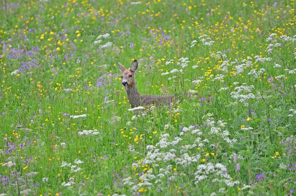 Karaca çiçekli bir çayırda