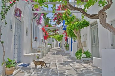 Yunan Adası sokak kedi
