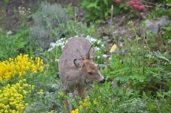 Veado Roe em um jardim — Fotografia de Stock