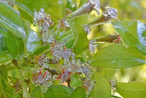 Protecting fruit crop