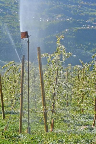 Cultivadores de frutas rocían agua sobre árboles frutales —  Fotos de Stock