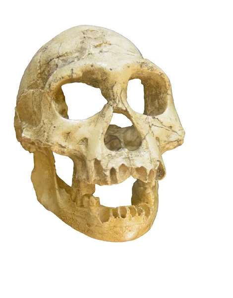 約 9万年前のネアンデル タール人の頭蓋骨 — ストック写真