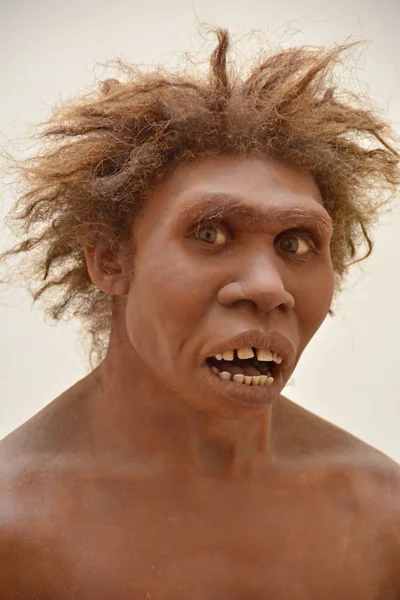 Modelu Homo Egaster — Zdjęcie stockowe