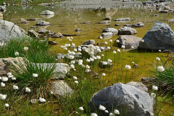 Katoengras Katoenzegge Eriophorum Augustifolium Groeiend Zijn Typische Wetlands Habitat — Stockfoto