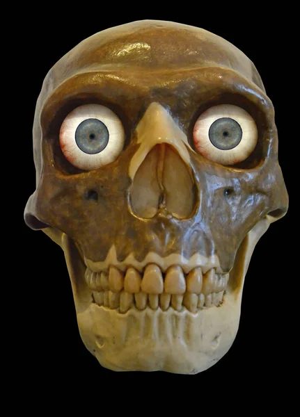 青い目をしたネアンデルタール人の頭蓋骨 黒の背景に隔離された — ストック写真