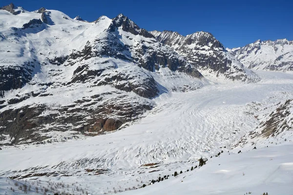 Unesco Listade Aletsch Glaciären Europas Längsta Bernese Alperna Schweiz — Stockfoto