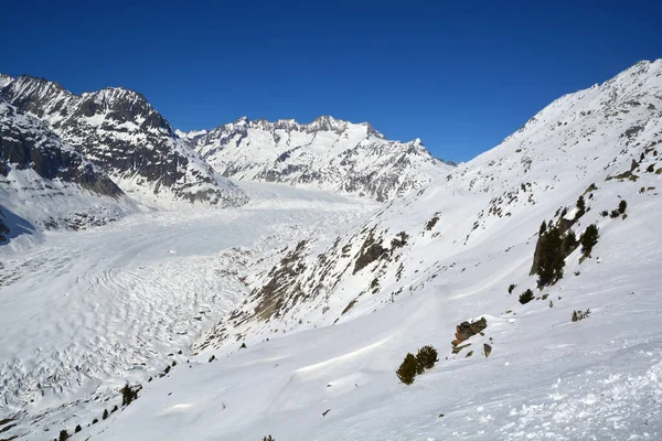 Ledovec Aletsch Wannenhorn Bernských Alpách Švýcarsku Slunečného Zimního Dne — Stock fotografie