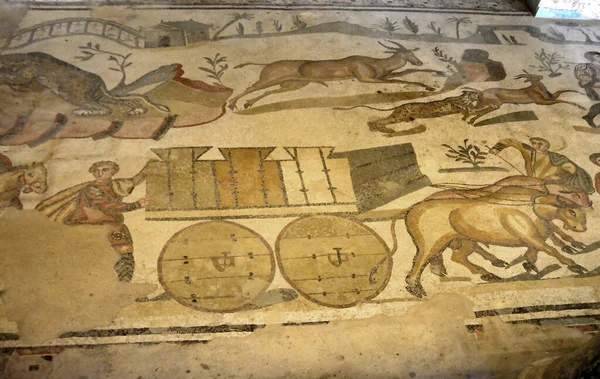 ライブ動物を輸送するためのカートでヒョウ狩りの古代ローマモザイク 背景のヒョウは他の動物を攻撃します ユネスコの世界遺産に登録されているロマナ カザーレから シチリア — ストック写真