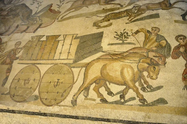 牛によって描かれた生きた動物を輸送するために使用される重いカートの古代ローマのモザイク 背景のヒョウは他の動物を攻撃します ユネスコの世界遺産に登録されているロマナ カザーレから シチリア — ストック写真