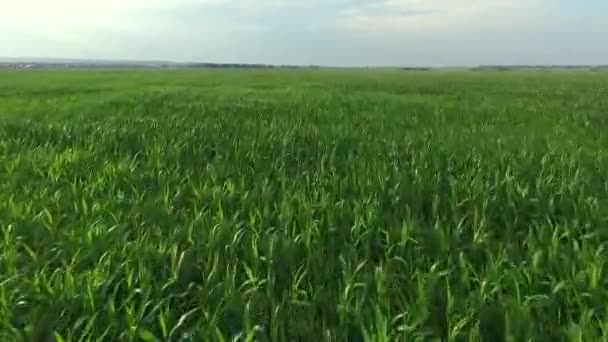 Sobre el campo de maíz — Vídeo de stock