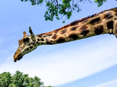 Hayvanat bahçesinde güzel, neşeli bir zürafa, Afrika 'da vahşi yaşam safarisi, uzun boyunlu, komik, geçmişi olan, nesli tükenmekte olan Uganda, Kenya, Tanzanya' da yaşayan büyük bir hayvan.