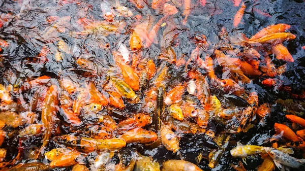 A traditional fish pond in China, Asia with big fat bright colorful carp fish, feeding fish, background