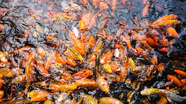 Ein Traditioneller Fischteich China Asien Mit Großen Fetten Bunten Karpfenfischen — Stockfoto