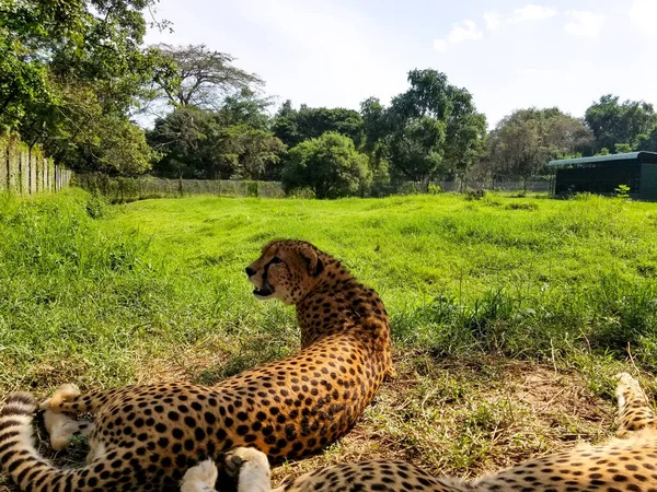 Deux Léopards Sauvés Dans Herbe Afrique Sanctuaire Pour Les Grands — Photo