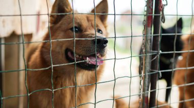 Çitin arkasında dost canlısı, başıboş bir köpek, Asya 'da kafesleri olan bir köpek barınağı, yiyecek pazarı için çalınan hayvanlar, hayvan hakları, Çin, hayvan kurtarma merkezi, insanların en iyi arkadaşları.