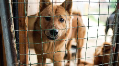 Çitin arkasında dost canlısı, başıboş bir köpek, Asya 'da kafesleri olan bir köpek barınağı, yiyecek pazarı için çalınan hayvanlar, hayvan hakları, Çin, hayvan kurtarma merkezi, insanların en iyi arkadaşları.