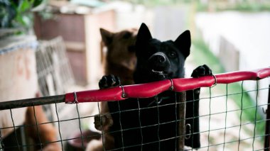 Çitin arkasında dost canlısı, başıboş bir köpek, Asya 'da kafesleri olan bir köpek barınağı, yiyecek pazarı için çalınan hayvanlar, hayvan hakları, Çin, hayvan kurtarma merkezi, insanların en iyi arkadaşları.