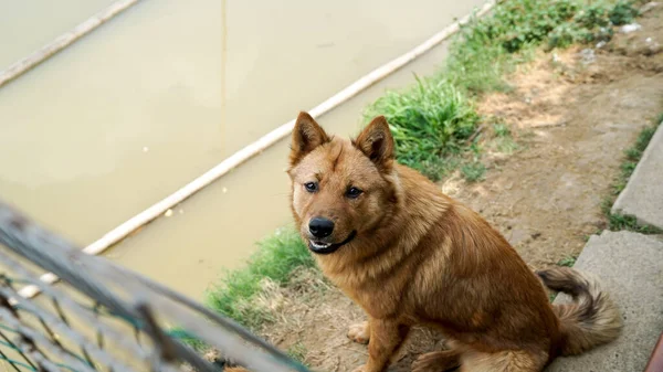 Een Vriendelijke Nieuwsgierige Zwerfhond Achter Het Hek Hondenasiel Met Kooien — Stockfoto