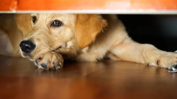 A cute puppy of a golden retriever laying on the floor under the bed and sofa, selective focus, blurred background, film grain