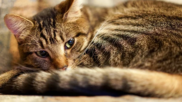 Yatakta Uyuyan Bir Kediye Yakın Iyi Tüylü Arkadaşlar Alışveriş Yapmayın — Stok fotoğraf