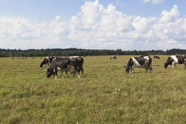 La mandria di vacche è sfiorata in un prato — Foto Stock