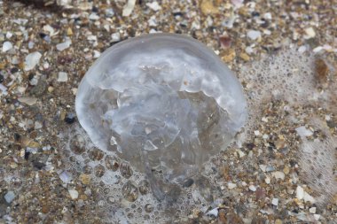 Medusa dalga deniz kıyısında yakın kadar Batı Kırım tarafından atılır