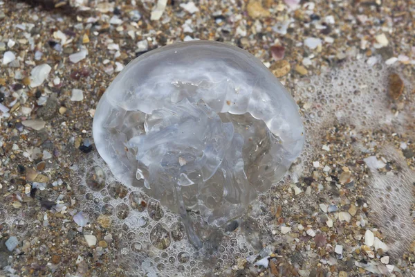 Medusa dalga deniz kıyısında yakın kadar Batı Kırım tarafından atılır
