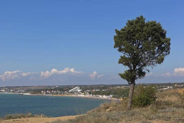 Cipresso sulla ripida riva di Capo Tolstoj sul peninsu di Crimea — Foto Stock