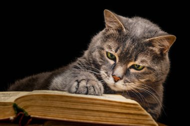 Bilim adamı kedi eski bir kitap okur.
