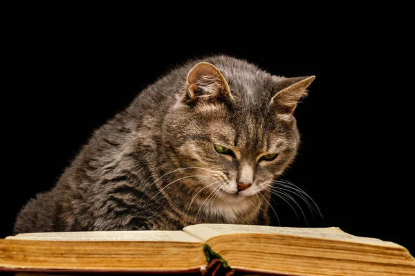 Bilim adamı kedi eski bir kitap okur. Telifsiz Stok Fotoğraflar