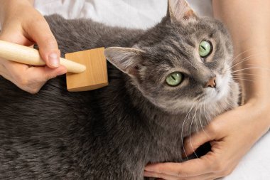 Bir kadın gri kedisini tarıyor.