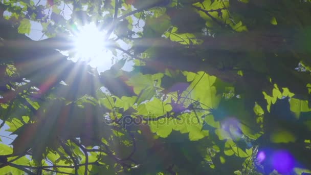 Блики Для Видео