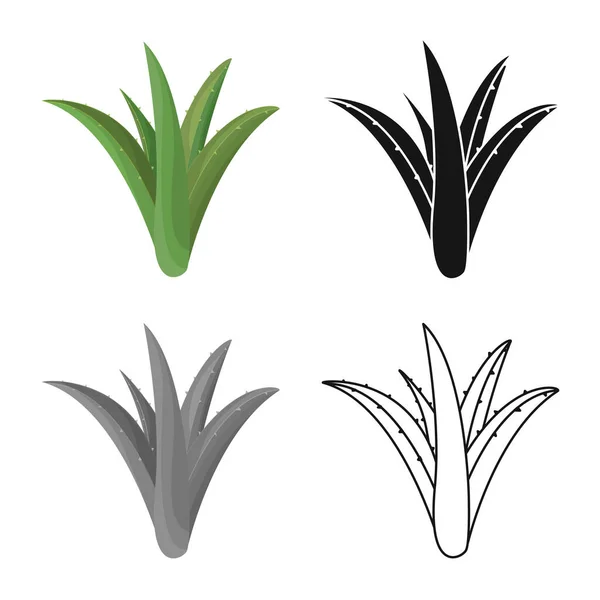 Diseño vectorial de aloe y signo de cactus. Gráfico de aloe y símbolo de stock verde para web . — Vector de stock