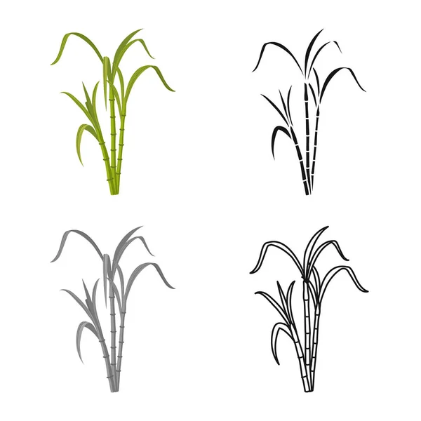 Изолированный объект из тростника и знака листа. Веб-элемент векторной иллюстрации тростника и сахара . — стоковый вектор