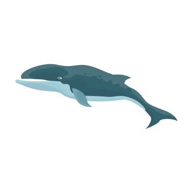 Balina kambur balina vektör simgesi. Çizgi film vektör simgesi beyaz arka plan balina kambur balina üzerinde izole .
