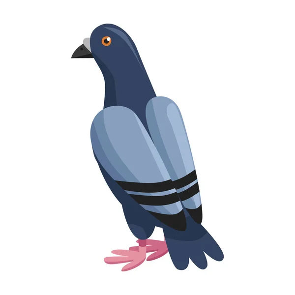 Icône vectorielle pigeon.Icône vectorielle de dessin animé isolée sur fond blanc pigeon. — Image vectorielle