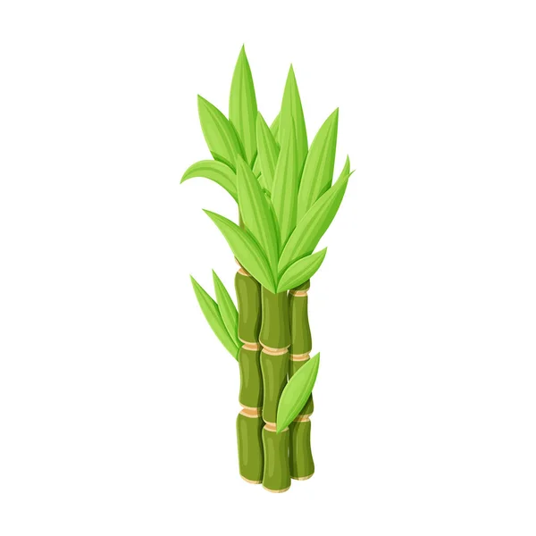 Stamm des Zuckerrohrvektors icon.cartoon Vektor-Symbol isoliert auf weißem Hintergrund Stamm des Zuckerrohrs . — Stockvektor