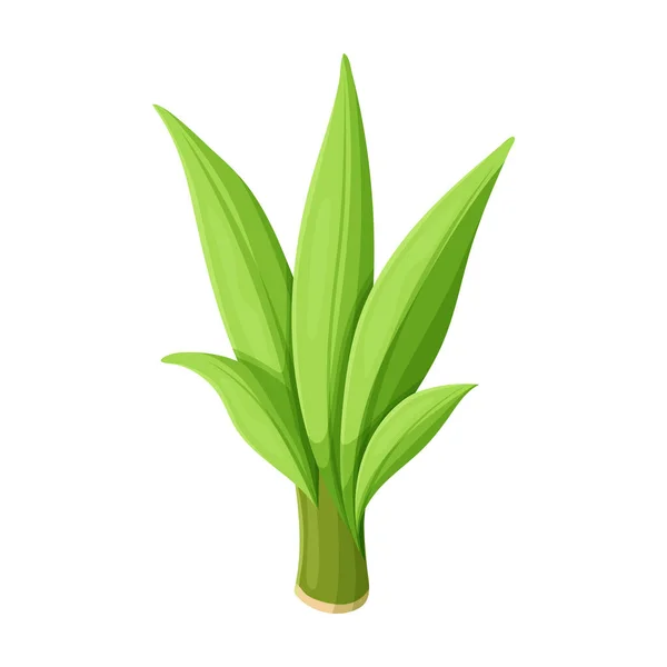 Foglie di canna da zucchero vettore icon.Cartoon icona vettoriale isolato su foglie di sfondo bianco di canna da zucchero  . — Vettoriale Stock