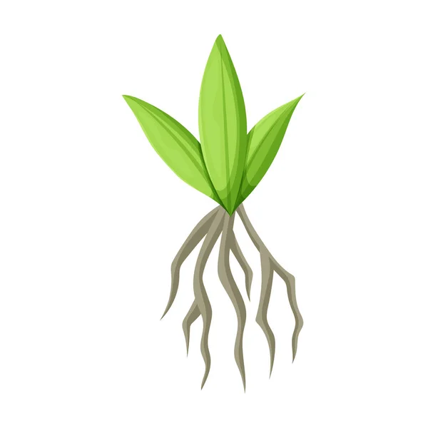 Проростання цукрової тростини Векторна іконка. Значок мультфільму ізольовано на білому тлі Проростання цукрової тростини  . — стоковий вектор