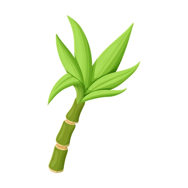 Leaves of sugarcane vector icon.Cartoon vector icon isolated on white background leaves of sugarcane . — Stock Vector
