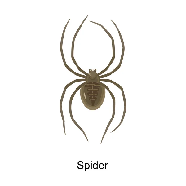 Spider vector icon.Cartoon vector pictogram geïsoleerd op witte achtergrond spin . — Stockvector