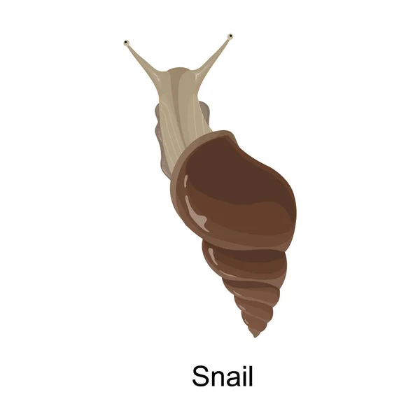 Ikona vektoru šneků.Ikona vektoru karikatury izolované na bílém pozadí šneka. — Stockový vektor