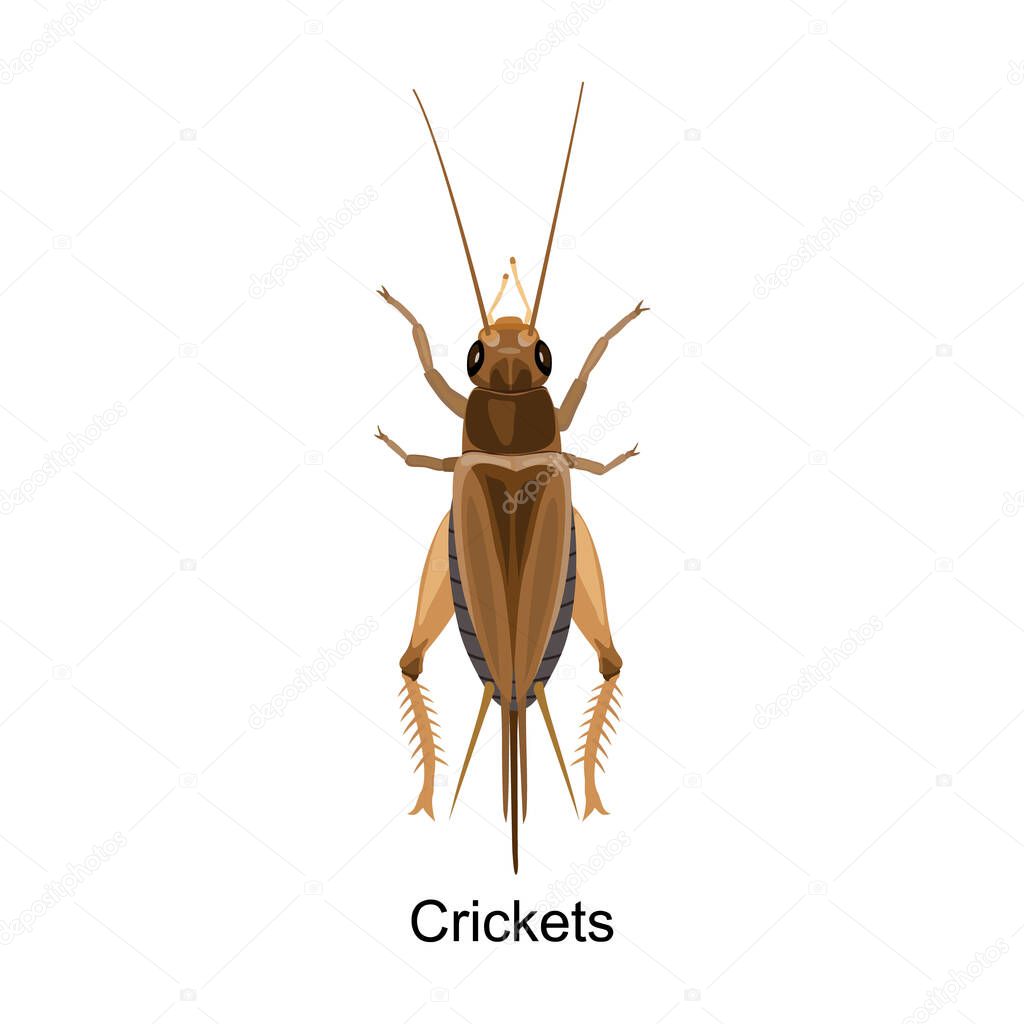 Grasshopper vector icon.Cartoon vector icon isolated on white background grasshopper.