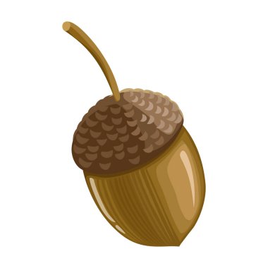 Meşe palamudu üzerine izole edilmiş karikatür vektör simgesi .