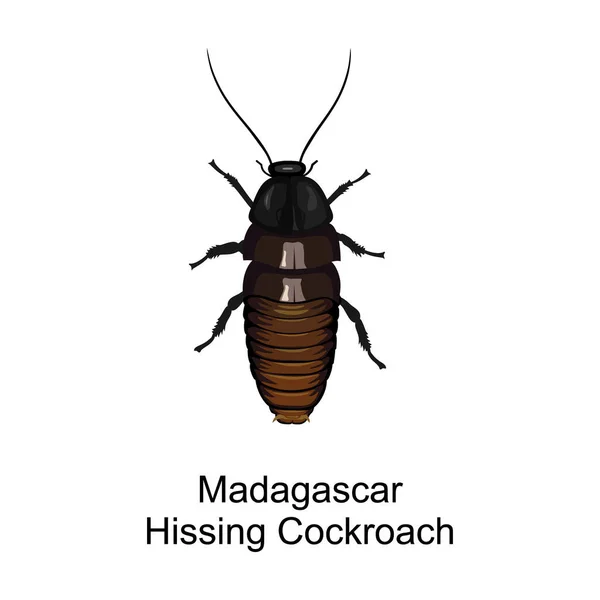 Cockroach насекомое вектор икона. Карикатура вектор значок изолирован на белом фоне таракана насекомое . — стоковый вектор