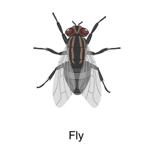 Icône de vecteur de mouche d'insecte.Icône de vecteur de bande dessinée isolée sur fond blanc mouche d'insecte . — Image vectorielle